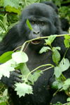 Rwanda - Parc National des Volcans / Volcanos' national park - Virunga Volcanoes: angry mountain gorilla - photo by J.Banks