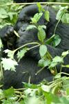 Rwanda - Parc National des Volcans - Virunga Volcanoes/ Volcanoes' national park: mountain gorilla feeding - photo by J.Banks