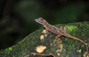 Mt Scenery trail, Saba: female Saba Anole Lizard - Anolis sabanus - endemic species - photo by M.Torres