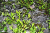 Windwardside, Saba: moss and ferns on a stone wall - photo by M.Torres