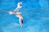Fort Bay, Saba: harbour mural - Red-billed Tropicbird in flight - Phaethon aethereus - Boatswain Bird - photo by M.Torres