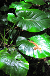 Mt Scenery trail, Saba: elephant's ears in the rainforest - Philodendron giganteum - photo by M.Torres