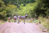 South Africa - Loskop nature reserve: zebra Kruger Park: zebras on a road - photo by J.Stroh