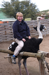 South Africa - Riding an ostrich, Oudtshoorn - photo by B.Cain