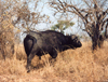 South Africa - Kruger Park (Eastern Transvaal): Cape buffalo - Syncerus caffer - photo by M.Torres