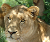 South Africa - Pilanesberg National Park: adult lioness - photo by K.Osborn