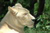 South Africa - Pilanesberg National Park: white lioness - photo by K.Osborn