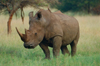 South Africa - Pilansberg Game Reserve (Northwest province): a magnificent White Rhino looks at the photographer - rhinoceros - rinoceronte - photo by R.Eime