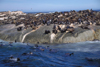 Duiker Island, Western Cape, South Africa: Cape Fur Seal colony - photo by R.Eime