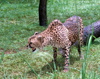 South Africa - Pilanesberg National Park: Cheetah growling - photo by R.Eime