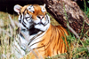 South Africa - Pretoria / Tshwane: tiger - Panthera tigris - zoo - photo by J.Stroh
