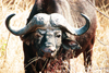 South Africa - Kruger Park: african buffalo - photo by J.Stroh