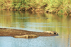 South Africa - Kruger Park: crocodiles on a pond - photo by J.Stroh