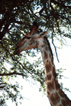 South Africa - Kruger Park: giraffe - close-up - photo by J.Stroh