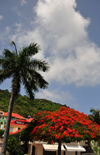 Gustavia, St. Barts / Saint-Barthlemy: flamboyant acacia and palm tree - Rue du Bord de Mer - photo by M.Torres