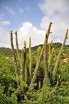 Gustavia, St. Barts / Saint-Barthlemy: cactus and acacia at Fort Karl - photo by M.Torres
