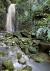 St Lucia: Diamond falls - National rain forest (photo by Andrew Walkinshaw)