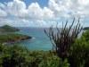 Mustique island (the Grenadines):cactus above the coast line (photographer: R.Ziff)