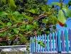 St Vincent and the Grenadines - Bequia island: blue and green - picket fence (photographer: Pamala Baldwin)