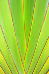 Rio de Ouro plantation / Roa Rio de Ouro - Agostinho Neto, Lobata district, So Tom and Prncipe / STP: Ravenala madagascariensis - Traveller's Tree - detail of the fan stem / palmeira do viajante - detalhe da base do leque - photo by M.Torres