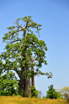 Praia das Conchas, Lobata district, So Tom and Prncipe / STP: baobab tree - Adansonia digitata - the name commemorates the French botanist Michel Adanson / imbondeiro - micond - kremetart - photo by M.Torres