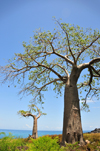 Lagoa Azul, Lobata district, So Tom and Prncipe / STP: baobab trees by the Atlantic Ocean - Adansonia digitata / embondeiros em frente ao Oceano Atlntico - photo by M.Torres