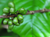 Saudade Plantation /  Fazenda Saudade, M-Zchi district, So Tom and Prncipe / STP: coffee plant - fruits of the robusta variety - Coffea canephora - Conillon / planta de caf - gros da variedade robusta - photo by M.Torres