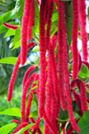 So Joo plantation / roa So Joo, Cau district, So Tom and Prcipe / STP: chenille plant - furry flowers of Acalypha hispida - Philippines Medusa, red hot cat's tail, fox tail / flr rabo de macaco, rabo de gato - photo by M.Torres