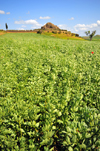 Barumini, Medio Campidano province, Sardinia / Sardegna / Sardigna: Su Nuraxi nuraghic archaeological site and endless fields of fava beans - Patrimonio dell'umanit - photo by M.Torres