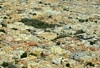 Riyadh, Saudi Arabia: dense residential area - Al Worood neighborhood from above - photo by M.Torres