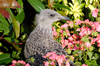 Scotland - Glasgow - the locals inGlasgow call this a flying rat otherwise known as a seagull - hiding inbushes among the gardens of George Square - photo by C.McEachern