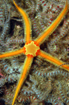 St. Abbs, Berwickshire, Scottish Borders Council, Scotland: Brittle stars - photo by D.Stephens