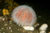 St. Abbs, Berwickshire, Scottish Borders Council, Scotland: Common or edible sea urchin on reef - Echinus esculentus - photo by D.Stephens