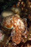 St. Abbs, Berwickshire, Scottish Borders Council, Scotland: Lesser or curled octopus on reef - Eledone cirrhosa - photo by D.Stephens