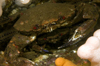 St. Abbs, Berwickshire, Scottish Borders Council, Scotland: mating velvet swimming crabs - Necora puber - photo by D.Stephens