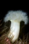St. Abbs, Berwickshire, Scottish Borders Council, Scotland: Plumose anemone - Metridium senile - photo by D.Stephens
