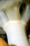 St. Abbs, Berwickshire, Scottish Borders Council, Scotland: Plumose anemone - Metridium senile - close-up - photo by D.Stephens