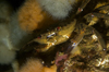 St. Abbs, Berwickshire, Scottish Borders Council, Scotland: Velvet swimming crab in plumose anemones - Necora puber - photo by D.Stephens