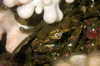 St. Abbs, Berwickshire, Scottish Borders Council, Scotland: Velvet swimming crab - Necora puber - photo by D.Stephens