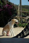 Cap Skirring, Oussouye, Basse Casamance (Ziguinchor), Senegal: beach scene - dog and hammock / praia  - cadela e rede de descanso - photo by R.V.Lopes