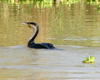 Sngal - Parc national des oiseaux du Djoud (PNOD): cormorans ou corbeaux de mer - photographie par G.Frysinger