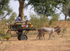 Sngal - Peuls - chariot avec des nes - photographie par G.Frysinger