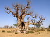 Sngal - Savane: Adansonia digitata - Baobab africain - calebassier du Sngal - bottle tree - photographie par G.Frysinger