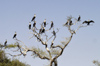 Sngal - Parc national des oiseaux du Djoud (PNOD): cormorants - inscrit au Patrimoine mondial de l'Unesco - photographie par G.Frysinger
