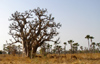 Sngal - savane: pturage prs d'un Baobab africain - photographie par G.Frysinger