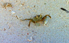 Seychelles - Astove island: crab on the sand - defensive posture (photo by G.Frysinger))