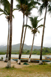 Tokeh beach, Freetown Peninsula, Sierra Leone: palm trees, fishing boats with rain forest behind - photo by J.Britt-Green