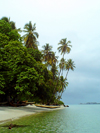 Turtle Islands, Southern Province, Sierra Leone: beach and coconut trees - photo by T.Trenchard