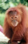 Singapore: an Orangutan from Borneo at the Zoo - Asian fauna (photo by Juraj Kaman)
