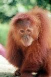 Singapore: an Orangutan from Borneo at the Zoo - Asian fauna (photo by Juraj Kaman)